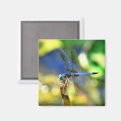Dragonfly Magnet (Vorderseite/Rückseite)