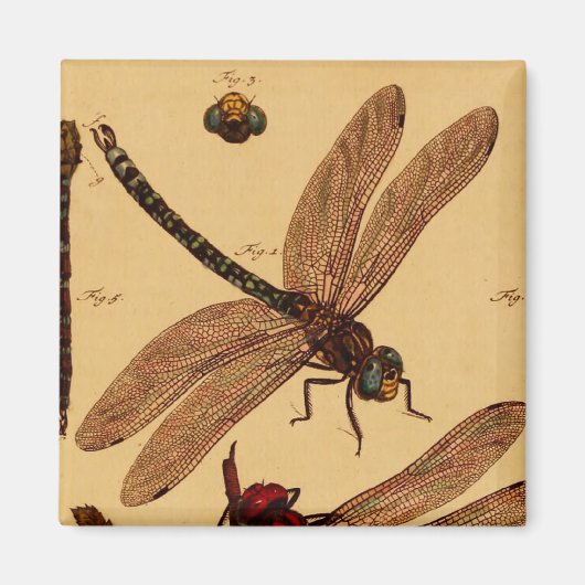 Dragonfly Magnet (Vorne)