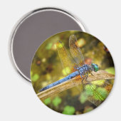 Dragonfly Magnet (Vorderseite/Rückseite)