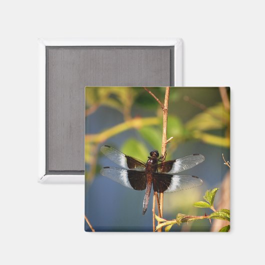 DragonFly Magnet (Vorderseite/Rückseite)