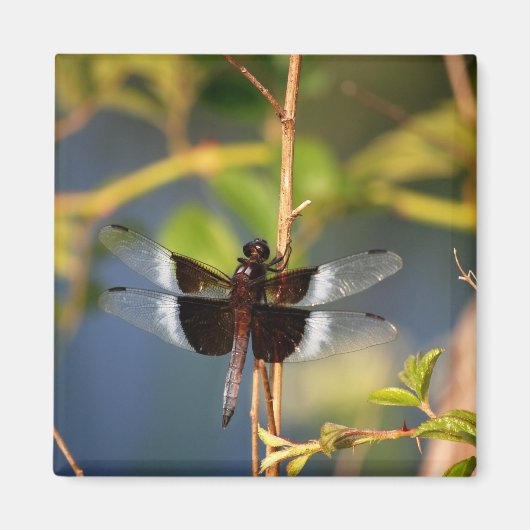 DragonFly Magnet (Vorne)