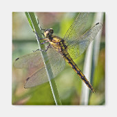 Dragonfly Magnet (Vorne)