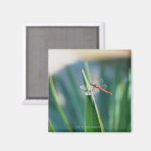 Dragonfly Magnet (Vorderseite/Rückseite)