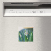 Dragonfly Magnet (In Situ (Geschirrspüler))