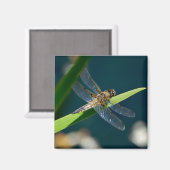 Dragonfly Magnet (Vorderseite/Rückseite)