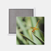 DragonFly Magnet (Vorderseite/Rückseite)