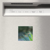 Dragonfly Magnet (In Situ (Geschirrspüler))