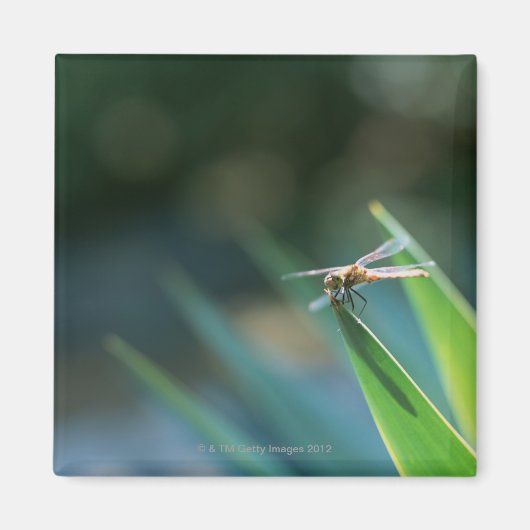Dragonfly Magnet (Vorne)