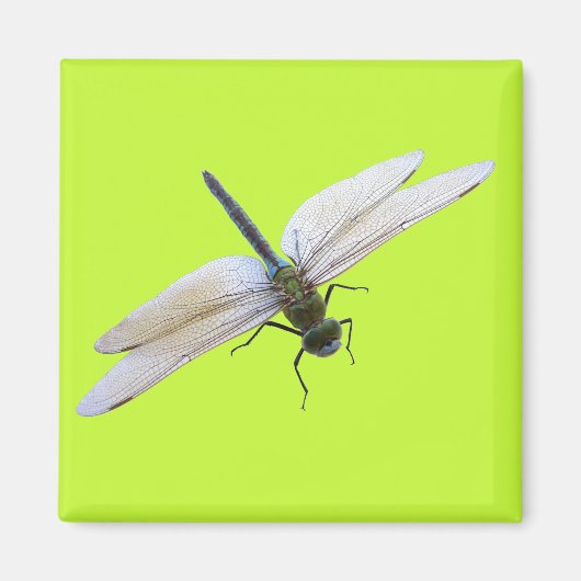 Dragonfly Magnet (Vorne)
