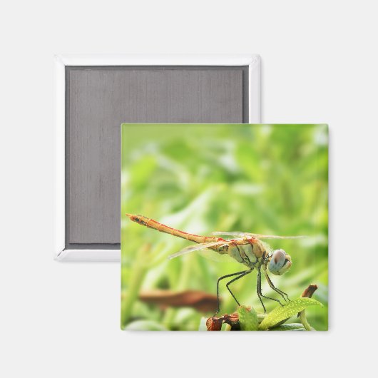 Dragonfly Magnet (Vorderseite/Rückseite)