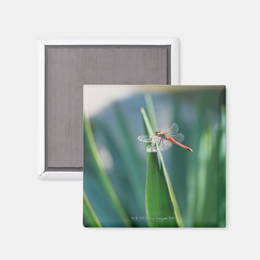 Dragonfly Magnet (Vorderseite/Rückseite)