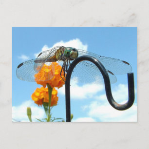 Dragonfly Marigold Sky Foto Postkarte