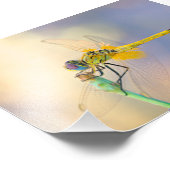 Dragonfly mehrerer Farben Fotodruck (Ecke)