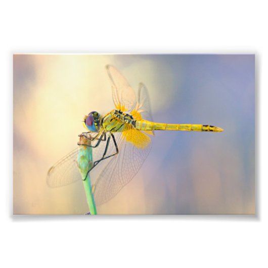 Dragonfly mehrerer Farben Fotodruck (Vorne)