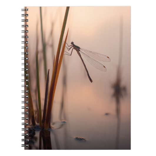 Dragonfly-Misty-Dawn-Notebook Notizblock (Vorderseite)