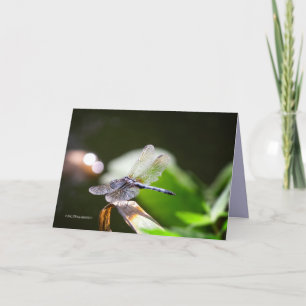 Dragonfly mit Buche Karte