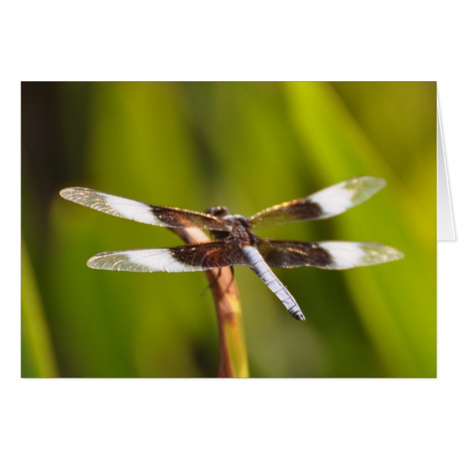 Dragonfly mit Funkelnd WIngs (Vorderseite (Horizontal))