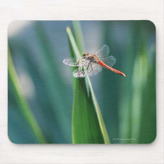 Dragonfly Mousepad (Vorne)