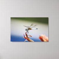 Dragonfly Naher Foto Mauer Kunst