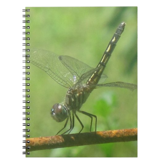 Dragonfly-Notebook Notizblock (Vorderseite)