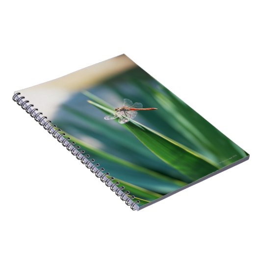 Dragonfly Notizblock (Rechte Seite)