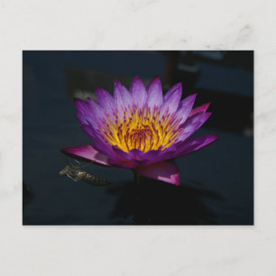 Dragonfly Nymph Lotus Postkarte