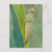 Dragonfly Nymph Muschel Postcard. Postkarte (Vorderseite)