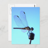 Dragonfly Persed Postcard Postkarte (Vorne/Hinten)
