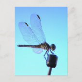 Dragonfly Persed Postcard Postkarte (Vorderseite)