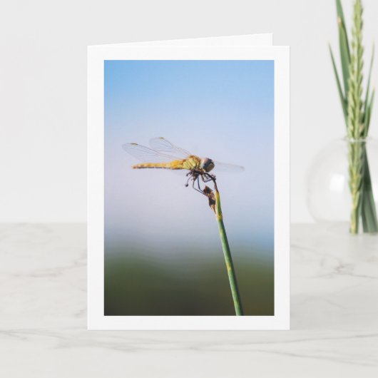 Dragonfly Portrait Karte (Vorderseite)
