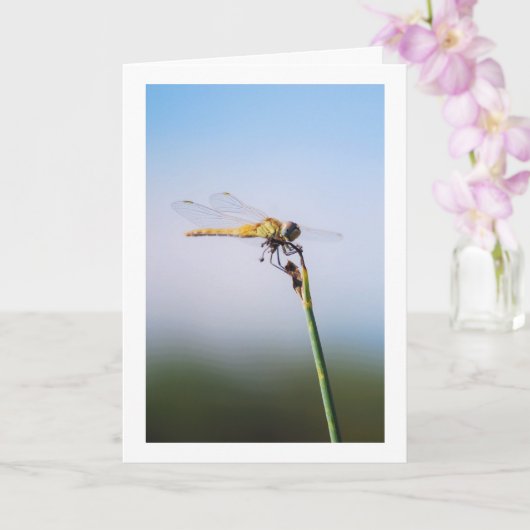 Dragonfly Portrait Karte (Orchidee)