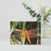 Dragonfly Postcard Postkarte (Stehend Vorderseite)
