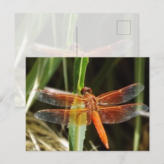 Dragonfly Postcard Postkarte (Vorne/Hinten)