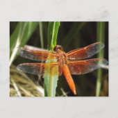 Dragonfly Postcard Postkarte (Vorderseite)