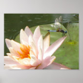 DragonFly Poster (Vorne)