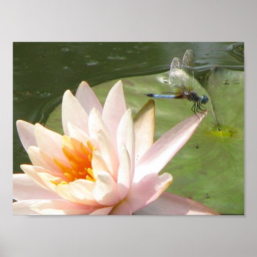 DragonFly Poster (Vorne)