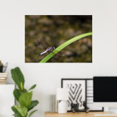 Dragonfly Poster (Heimbüro)