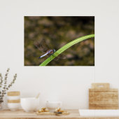 Dragonfly Poster (Küche)