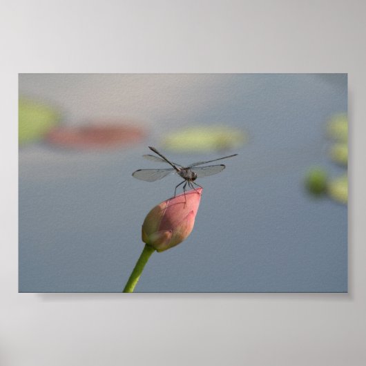 Dragonfly Poster (Vorne)