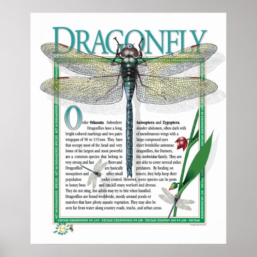Dragonfly Poster (Vorne)
