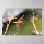 Dragonfly Poster (Vorne)
