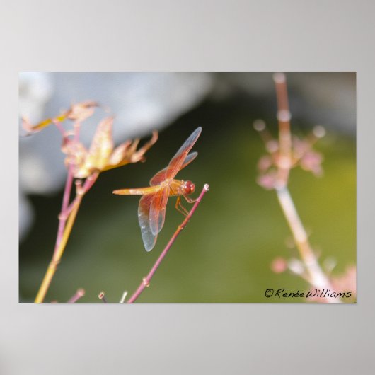 Dragonfly Poster (Vorne)