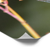 Dragonfly Poster (Ecke)
