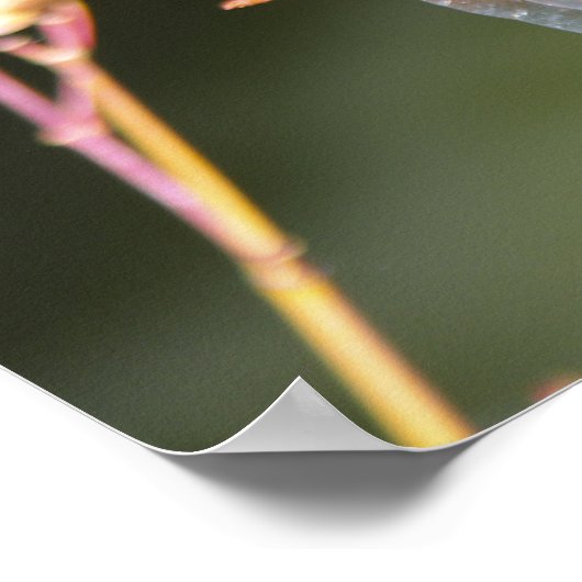 Dragonfly Poster (Ecke)