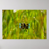 Dragonfly Poster (Vorne)