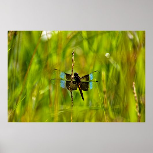 Dragonfly Poster (Vorne)