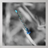Dragonfly Poster (Vorne)