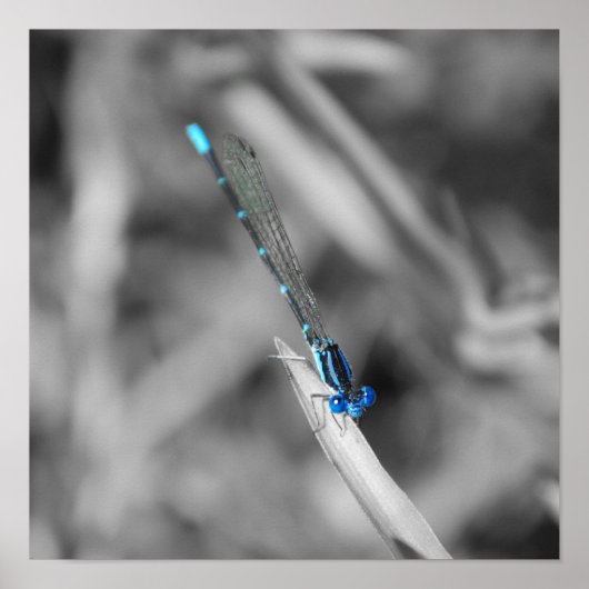 Dragonfly Poster (Vorne)