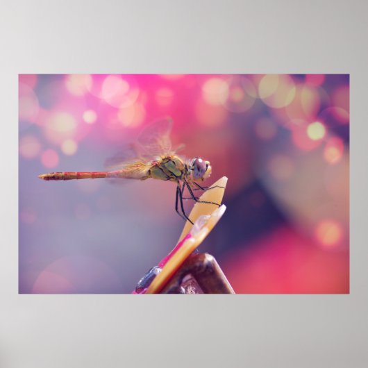 Dragonfly Poster (Vorne)
