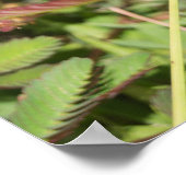 Dragonfly Poster (Ecke)